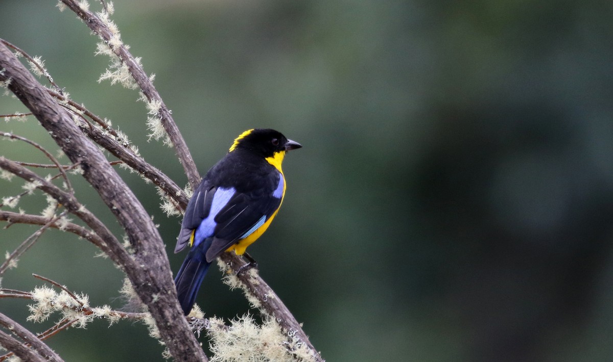 Blue-winged Mountain Tanager (Bolivian) - Jay McGowan