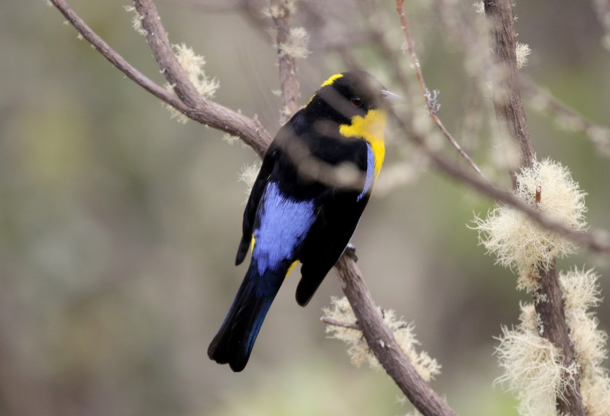 Blue-winged Mountain Tanager (Bolivian) - ML172399481