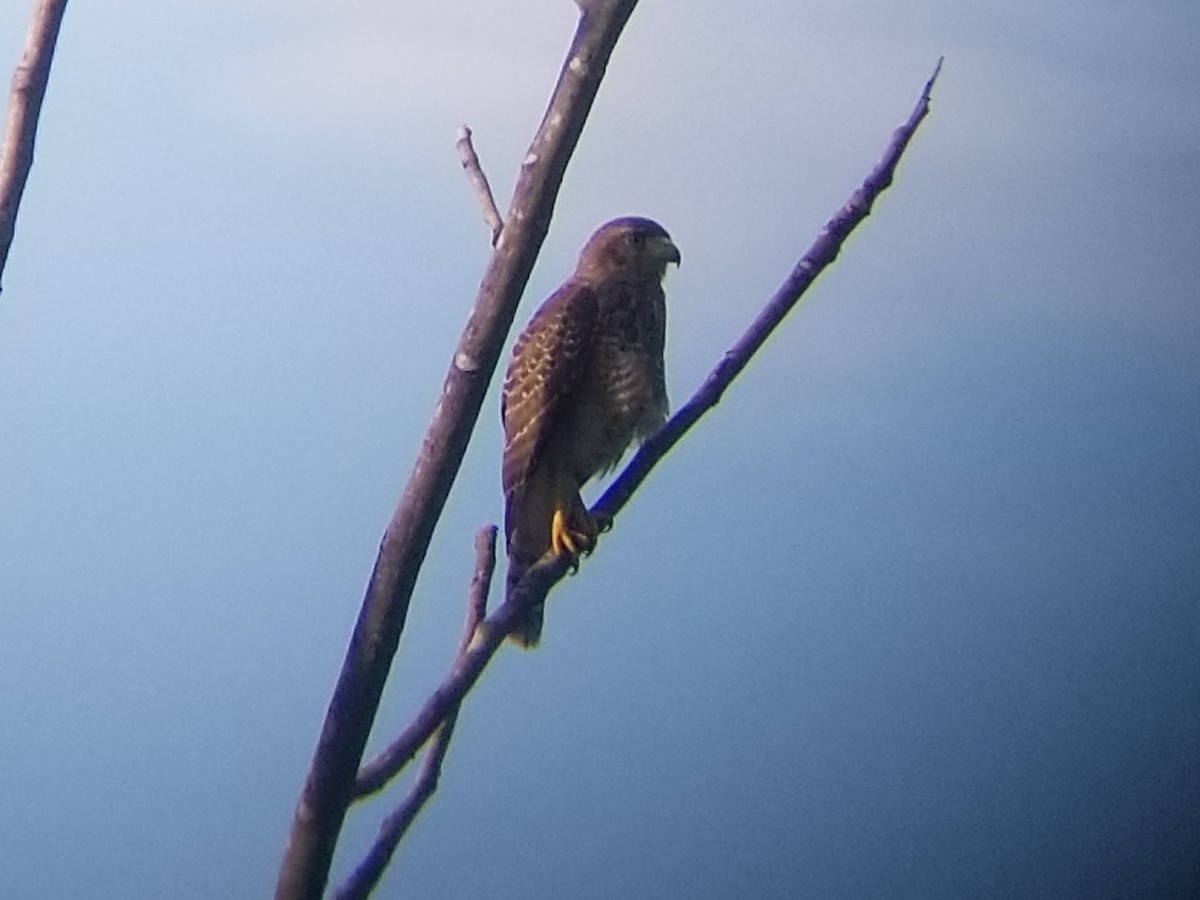 Roadside Hawk - ML172400211