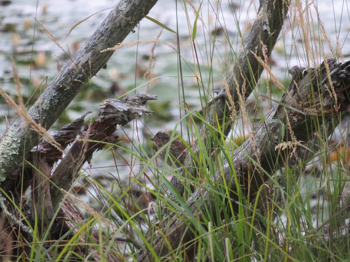 Song Sparrow - ML172400291