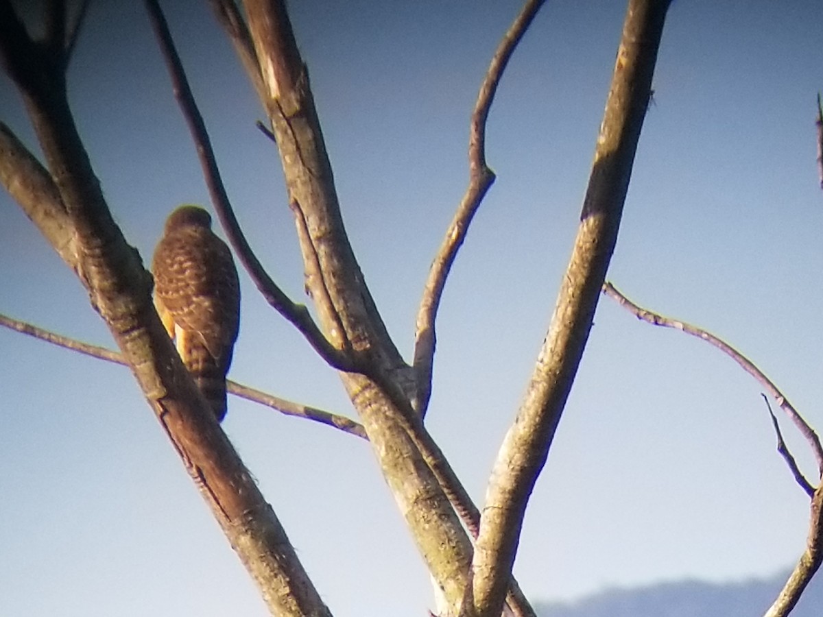 Roadside Hawk - ML172400331