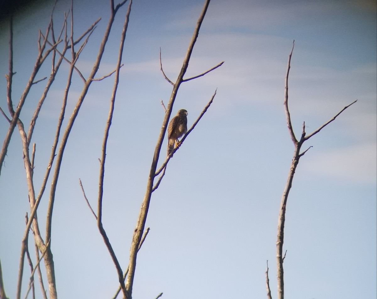 Roadside Hawk - ML172401101