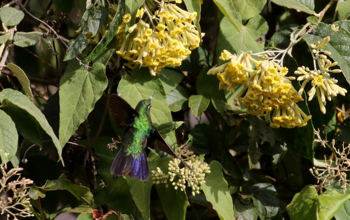 Tyrian Metaltail (smaragdinicollis) - Jay McGowan