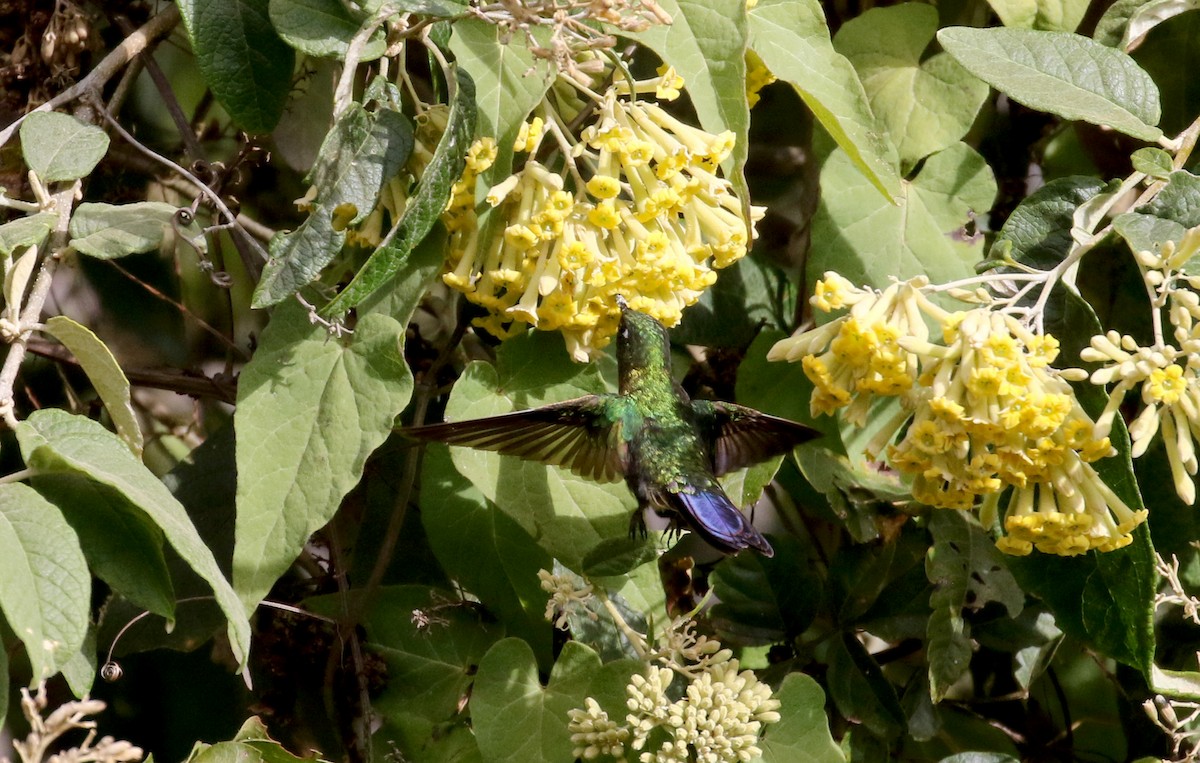 Tyrian Metaltail (smaragdinicollis) - Jay McGowan