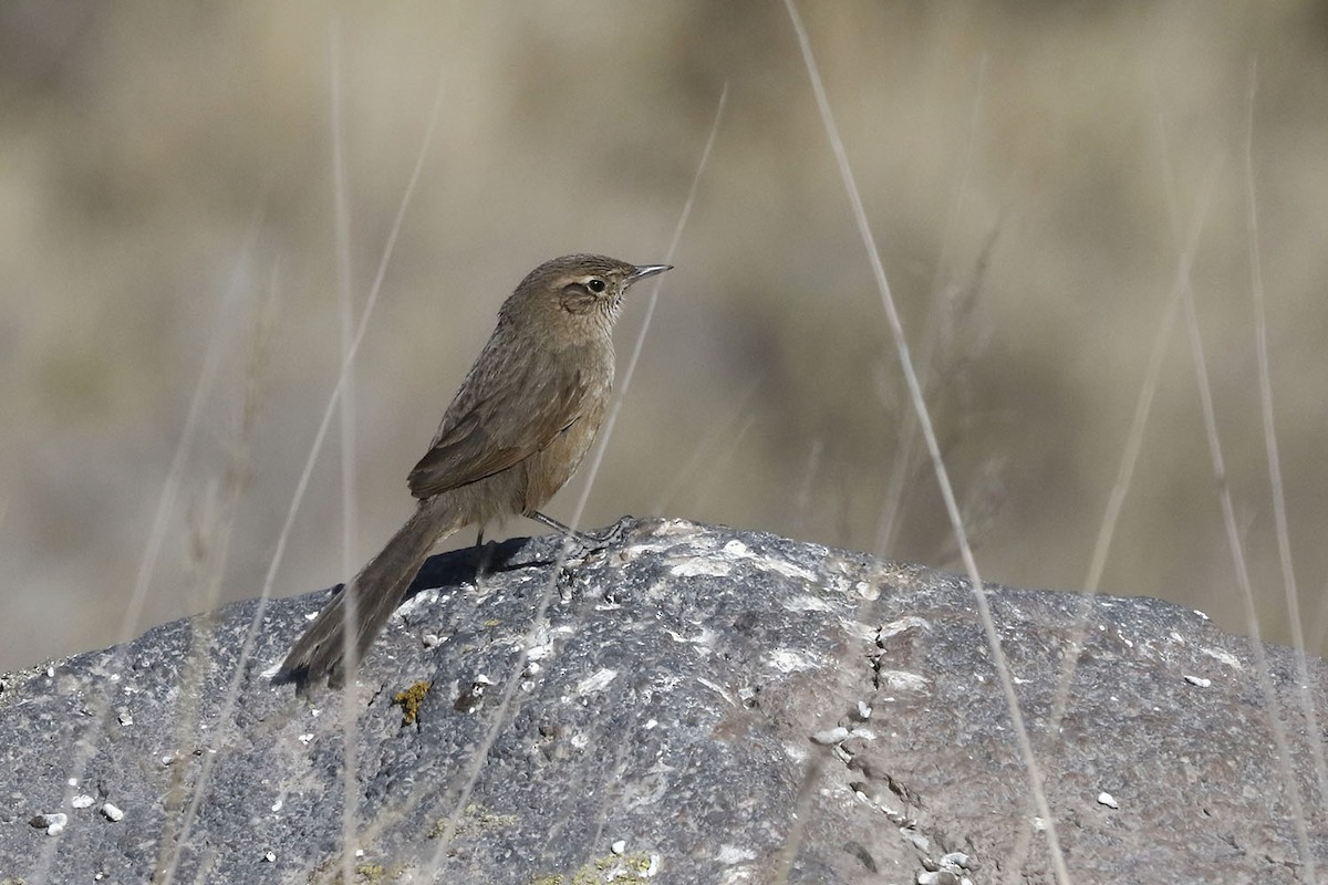 Strichelrückencanastero (Rötelflügelcanastero) - ML172402171