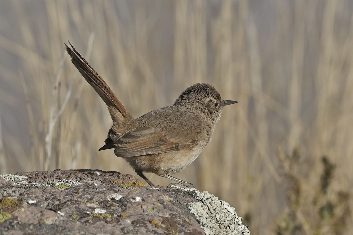 Cordilleran Canastero - Pedro Allasi Condo - COAP - COLLAGUA BIRDER