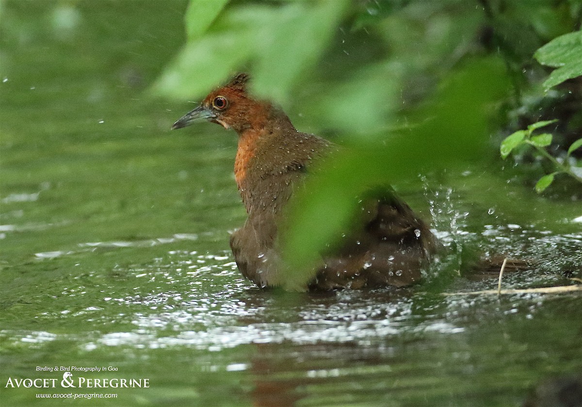 Slaty-legged Crake - ML172402261