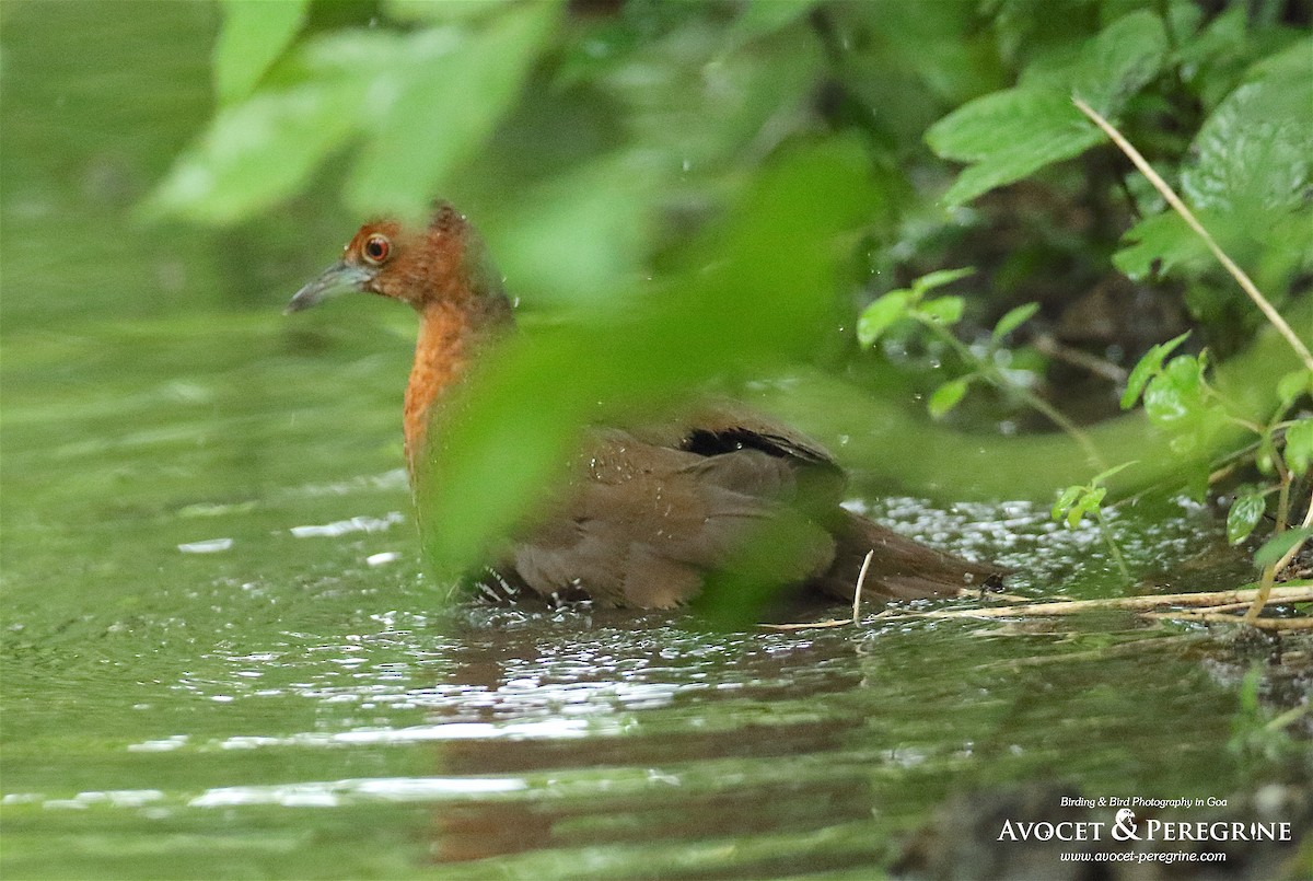 Slaty-legged Crake - ML172402311