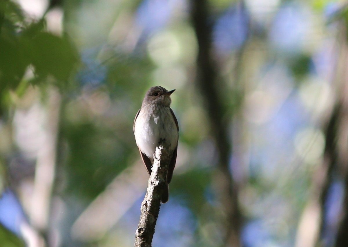 Spotted Flycatcher - ML172404041