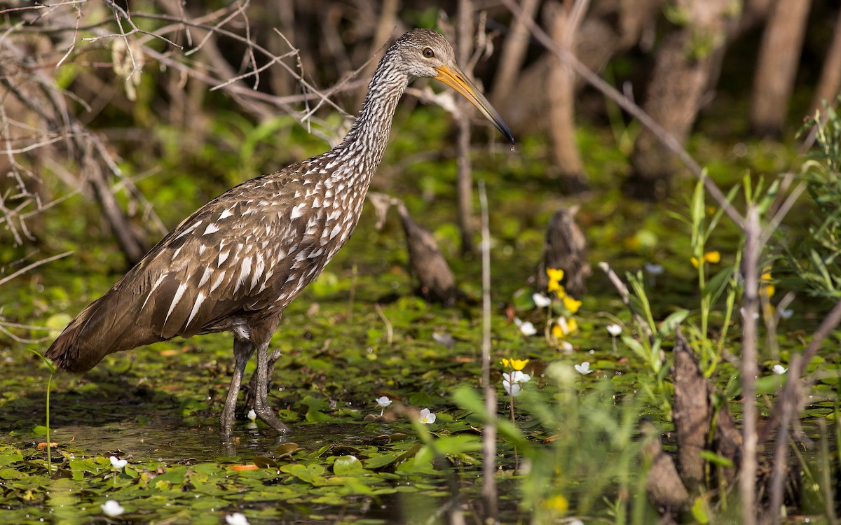 Limpkin - ML172404081