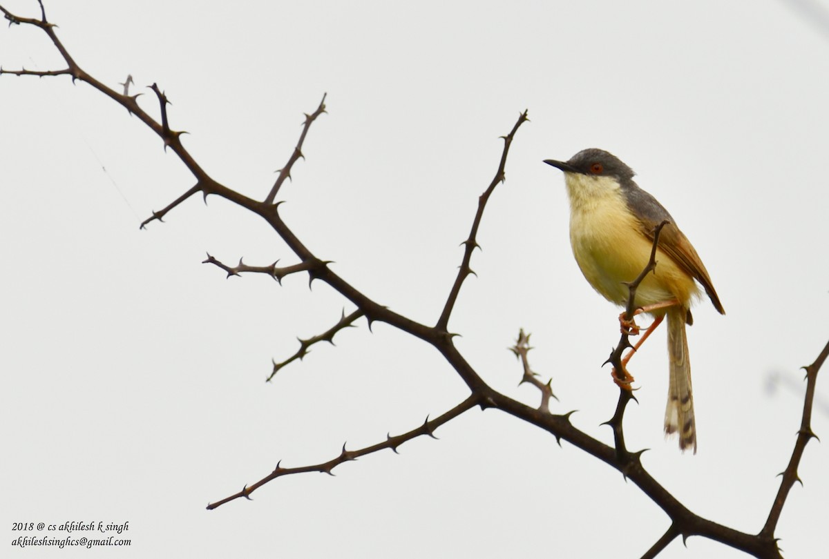 Ashy Prinia - ML172404971