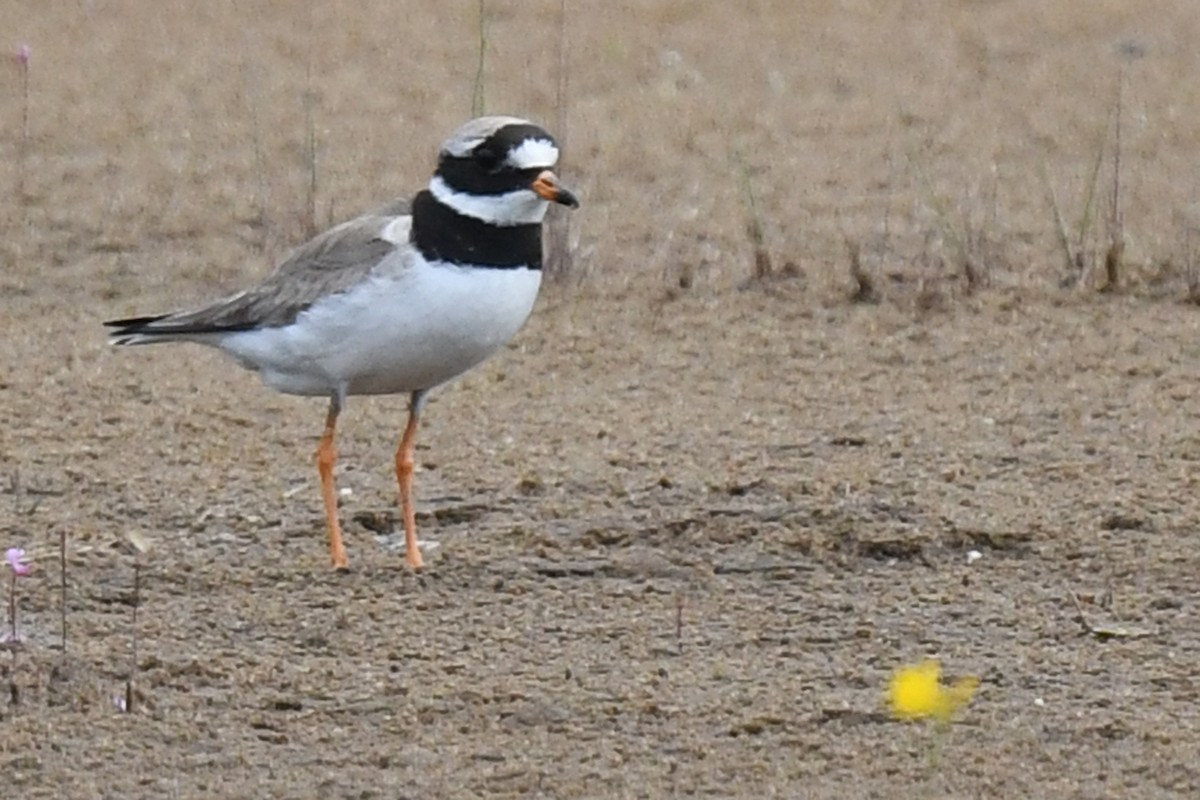 Common Ringed Plover - ML172405081