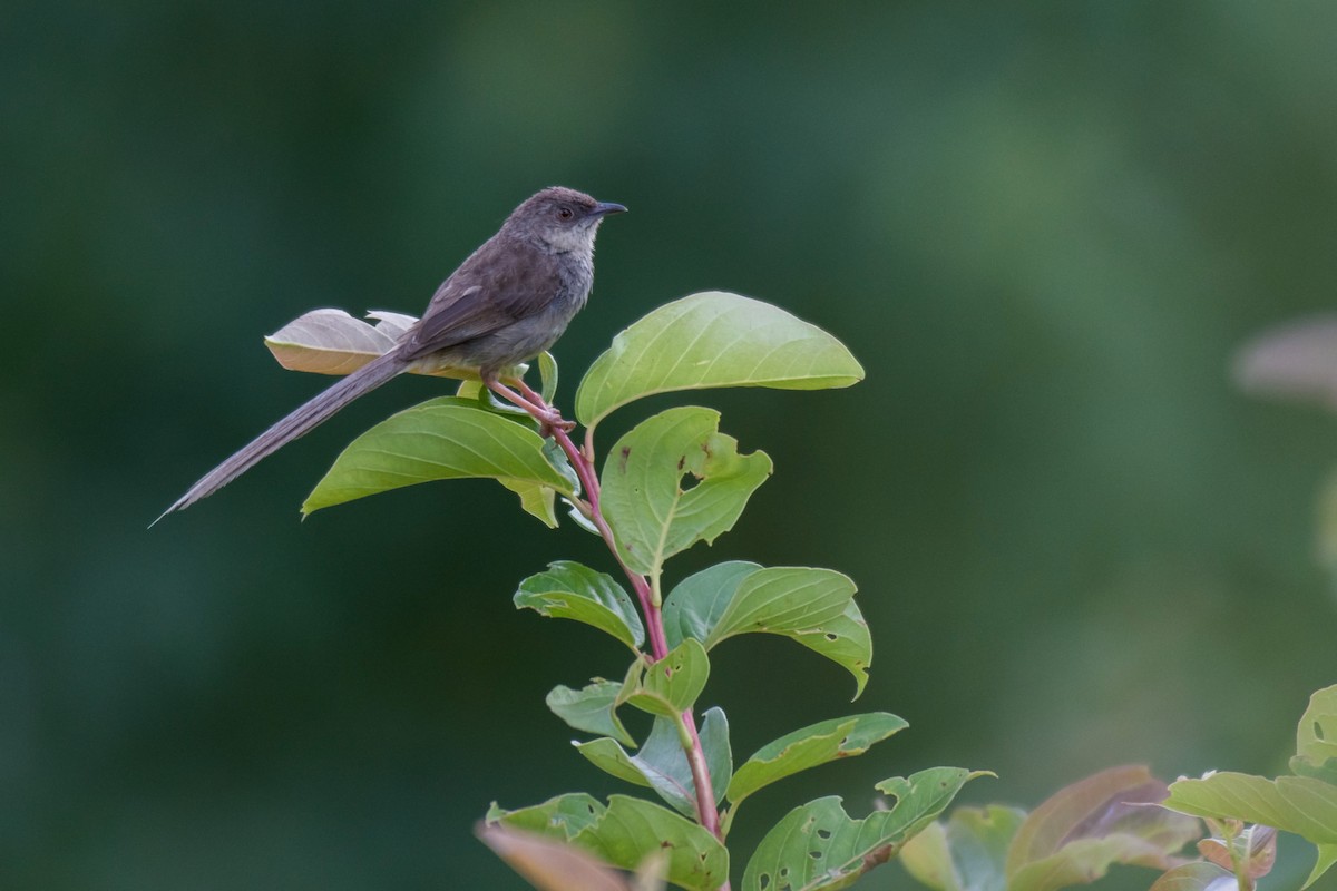 Himalayan Prinia - ML172405771