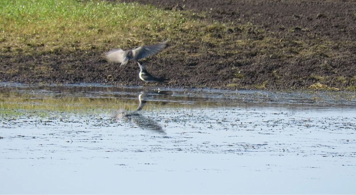 Black Tern - ML172408271