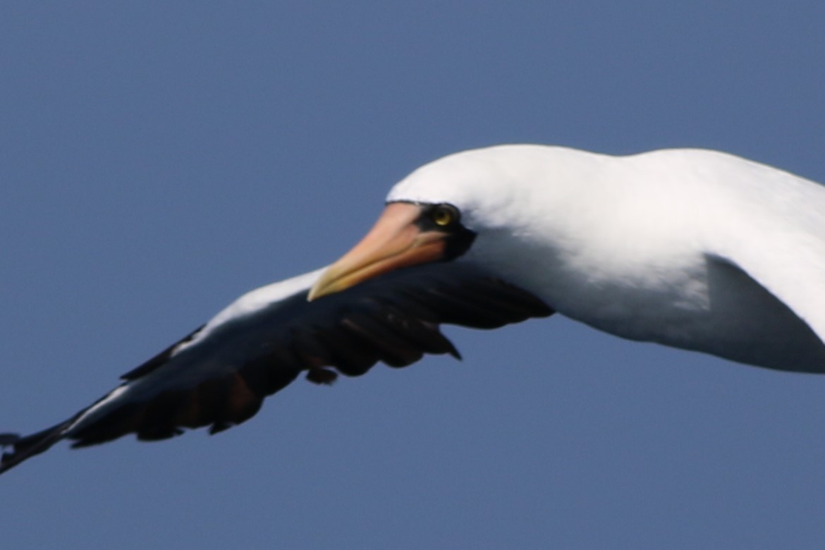 Nazca Booby - ML172409891