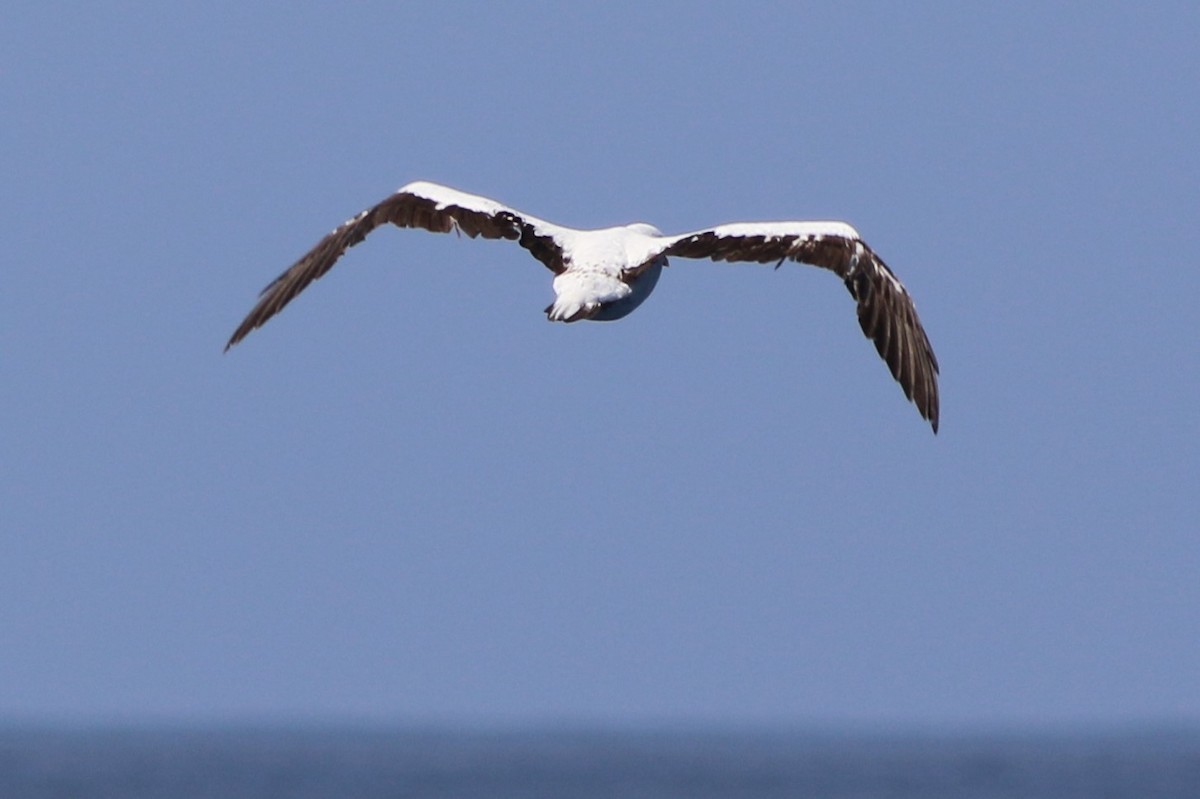 Nazca Booby - ML172409901