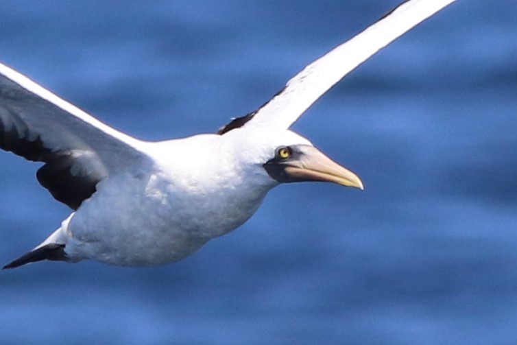 Nazca Booby - ML172409941