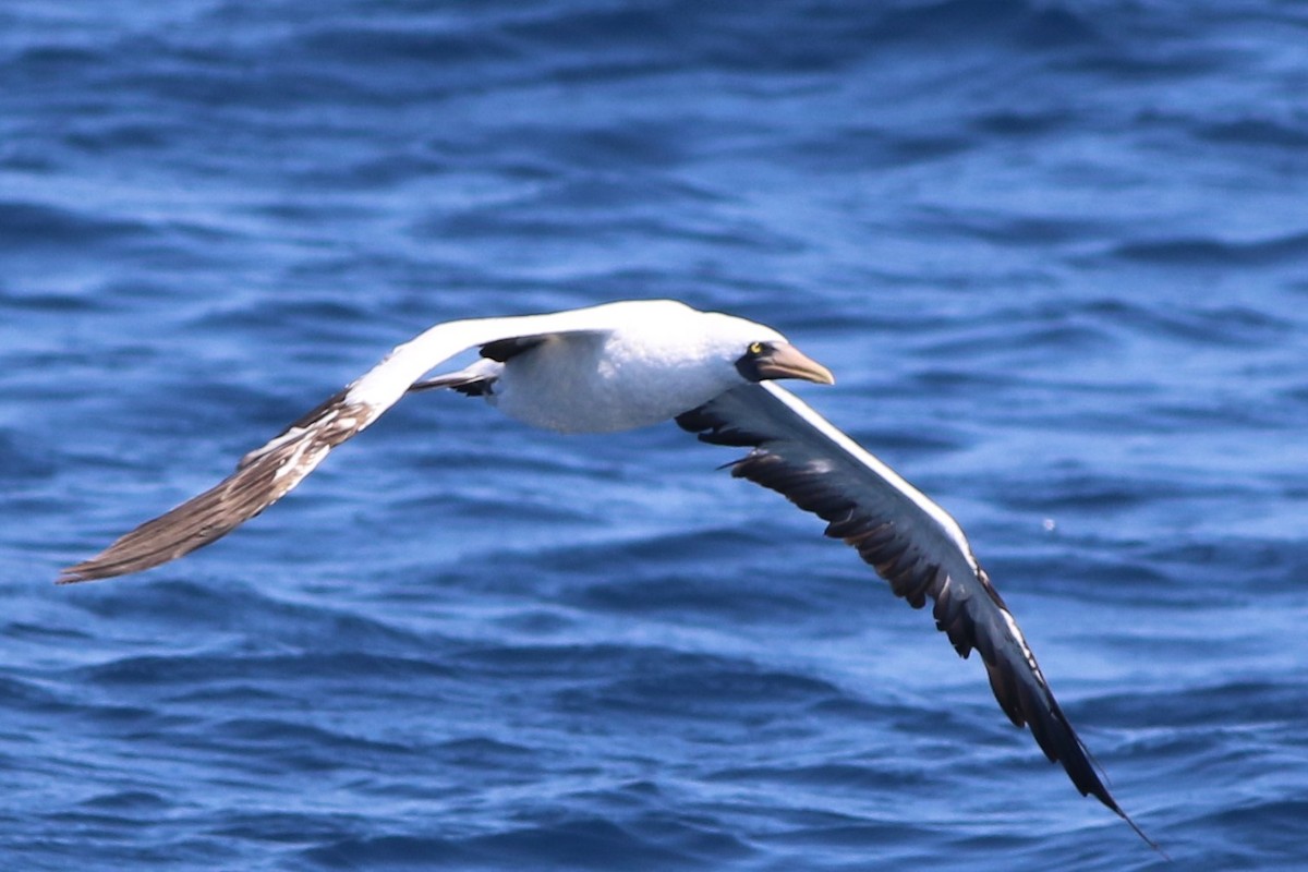 Nazca Booby - ML172409951