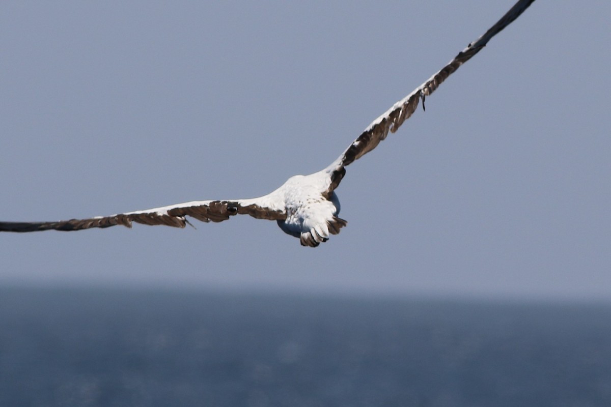 Nazca Booby - ML172409961