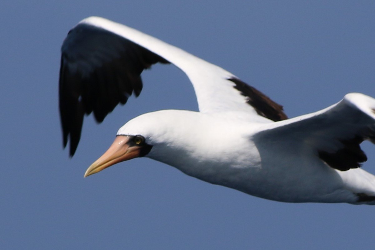 Nazca Booby - ML172409971