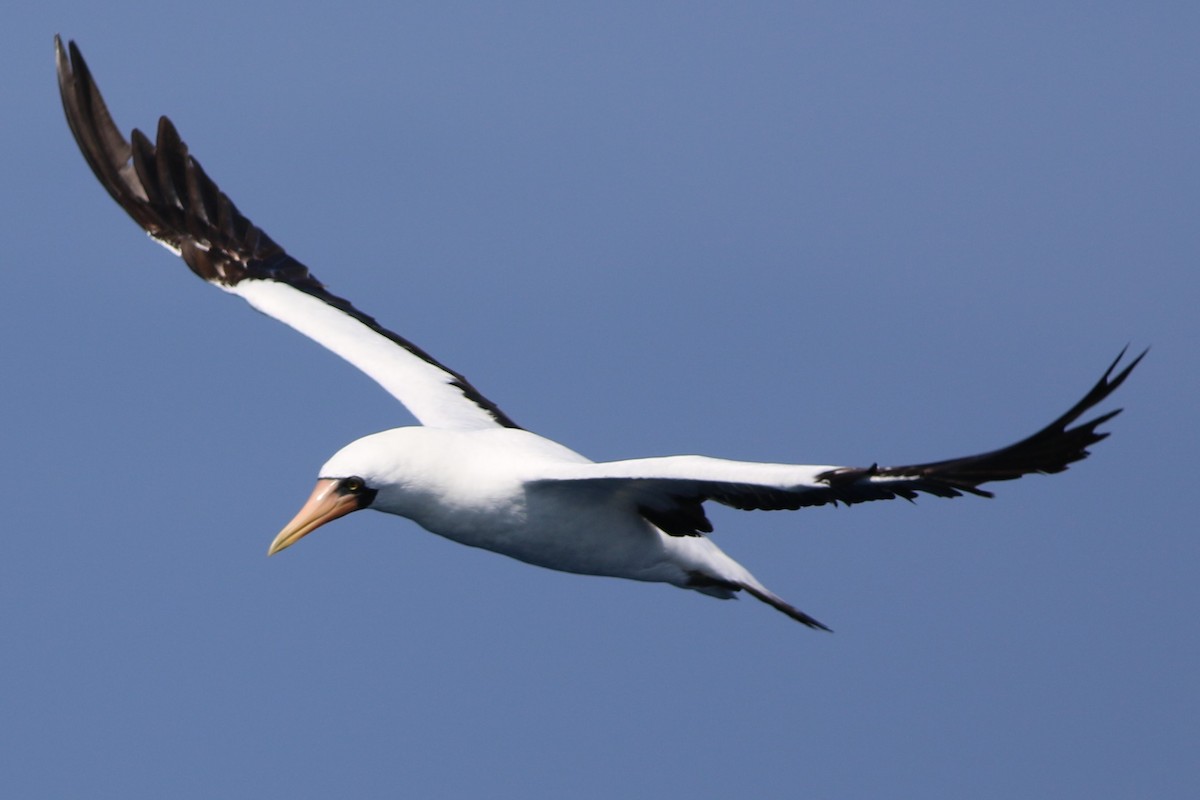 Nazca Booby - ML172410001