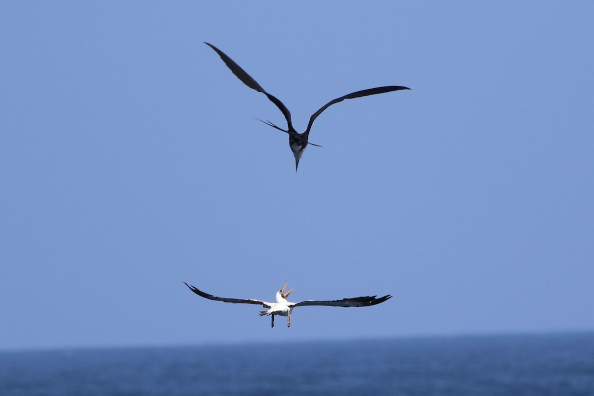 Nazca Booby - ML172411041