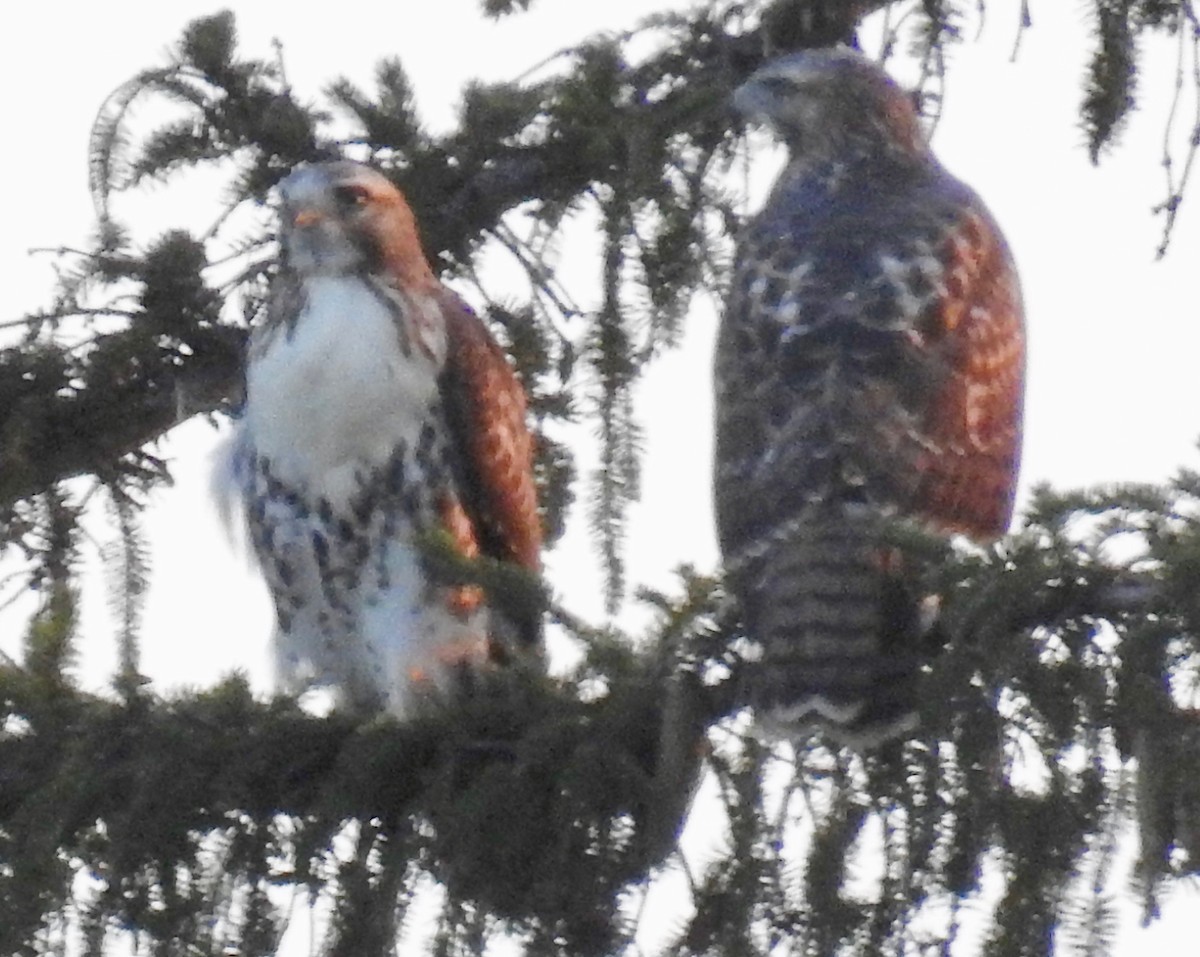 Red-tailed Hawk (borealis) - ML172412791