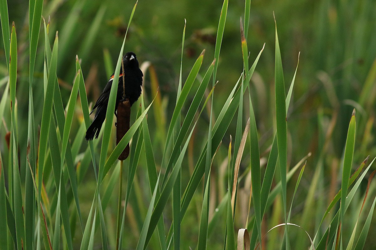 Red-winged Blackbird - ML172412891