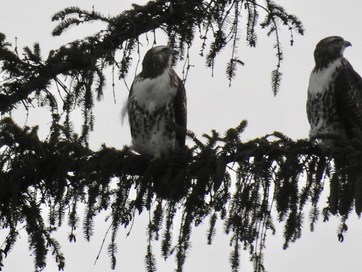 Red-tailed Hawk (borealis) - ML172412971