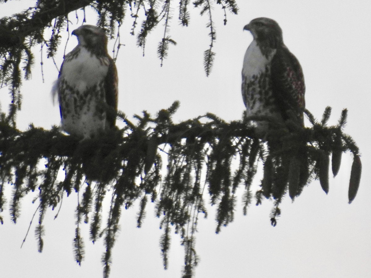 Red-tailed Hawk (borealis) - ML172412991