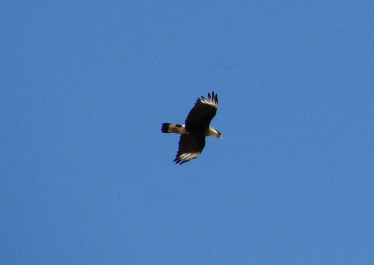 Crested Caracara (Northern) - ML172414341