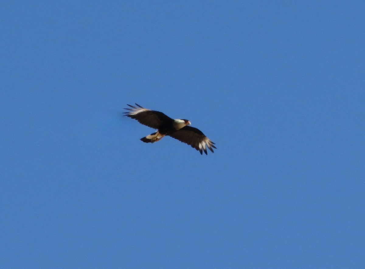 Crested Caracara (Northern) - ML172414351