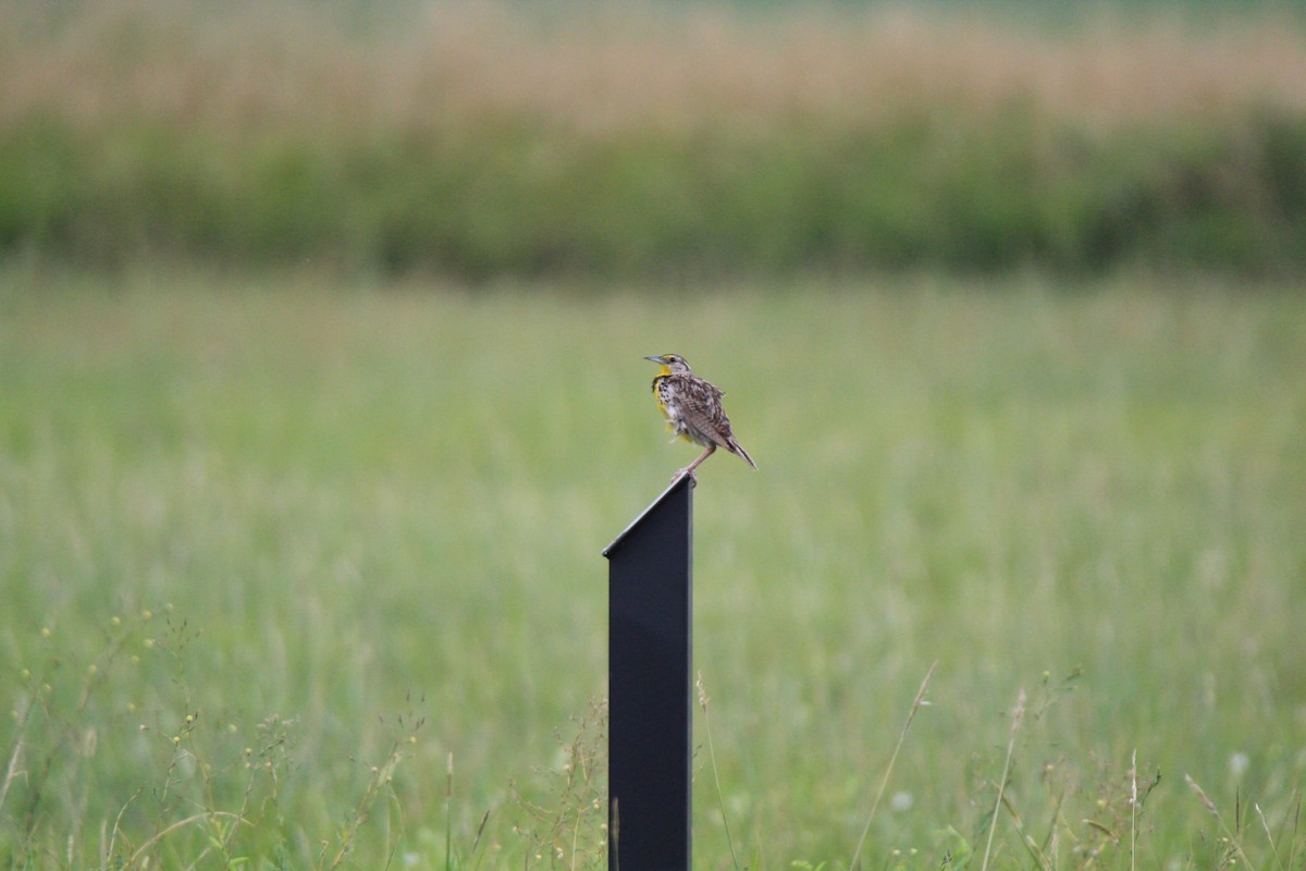 Western Meadowlark - Cliff VanNostrand