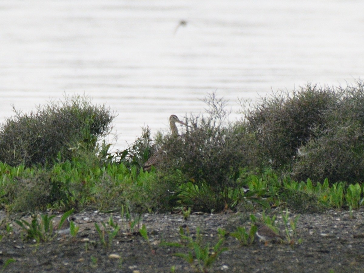 Marbled Godwit - ML172414941