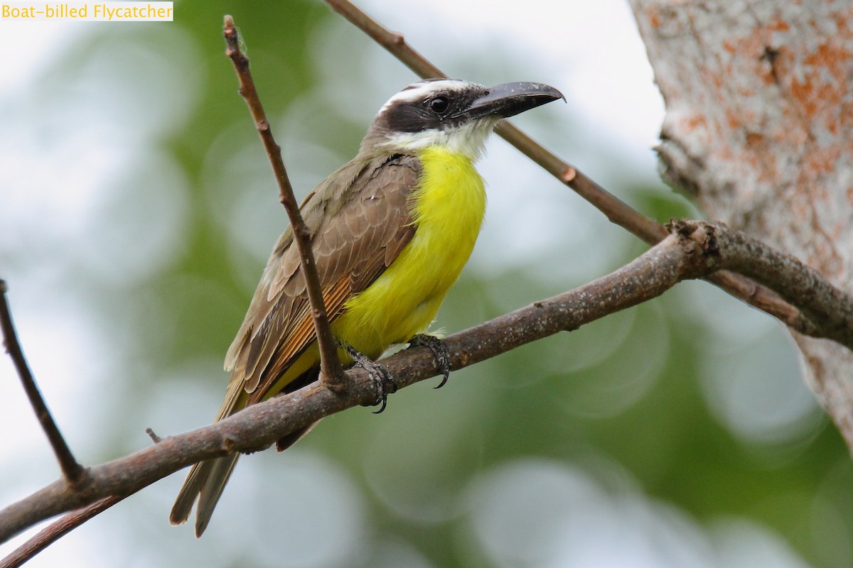 båtnebbtyrann (pitangua) - ML172415861