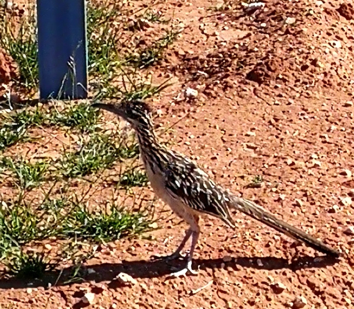 Greater Roadrunner - ML172416061