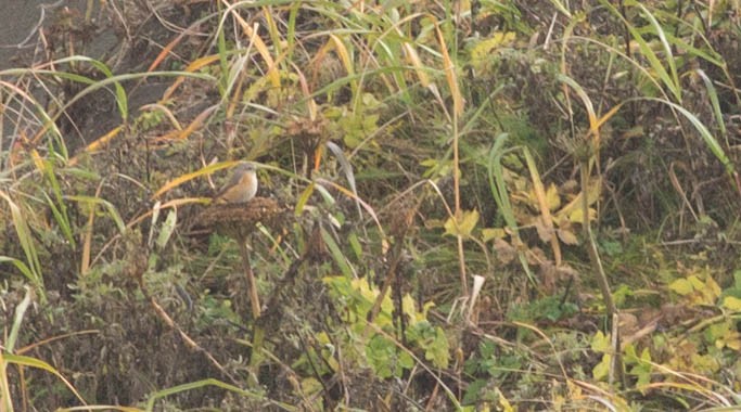 Common Redstart - Doug Gochfeld