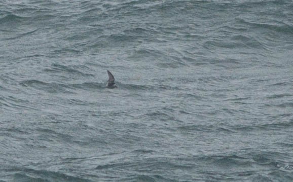 Fork-tailed Storm-Petrel - ML172416271