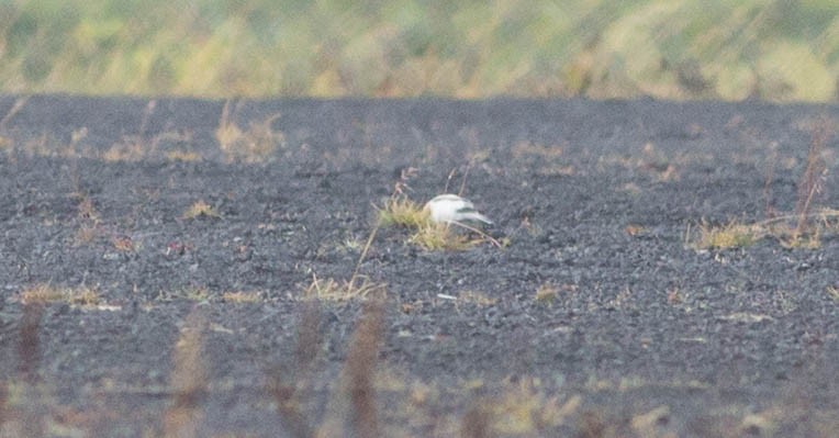 Snow/McKay's Bunting - Doug Gochfeld