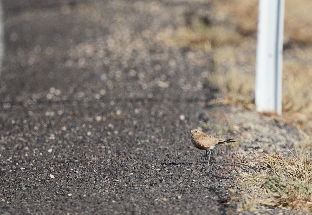 Australian Pratincole - ML172416511