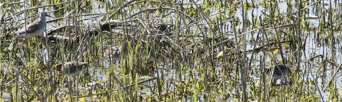Wilson's Snipe - ML172417711