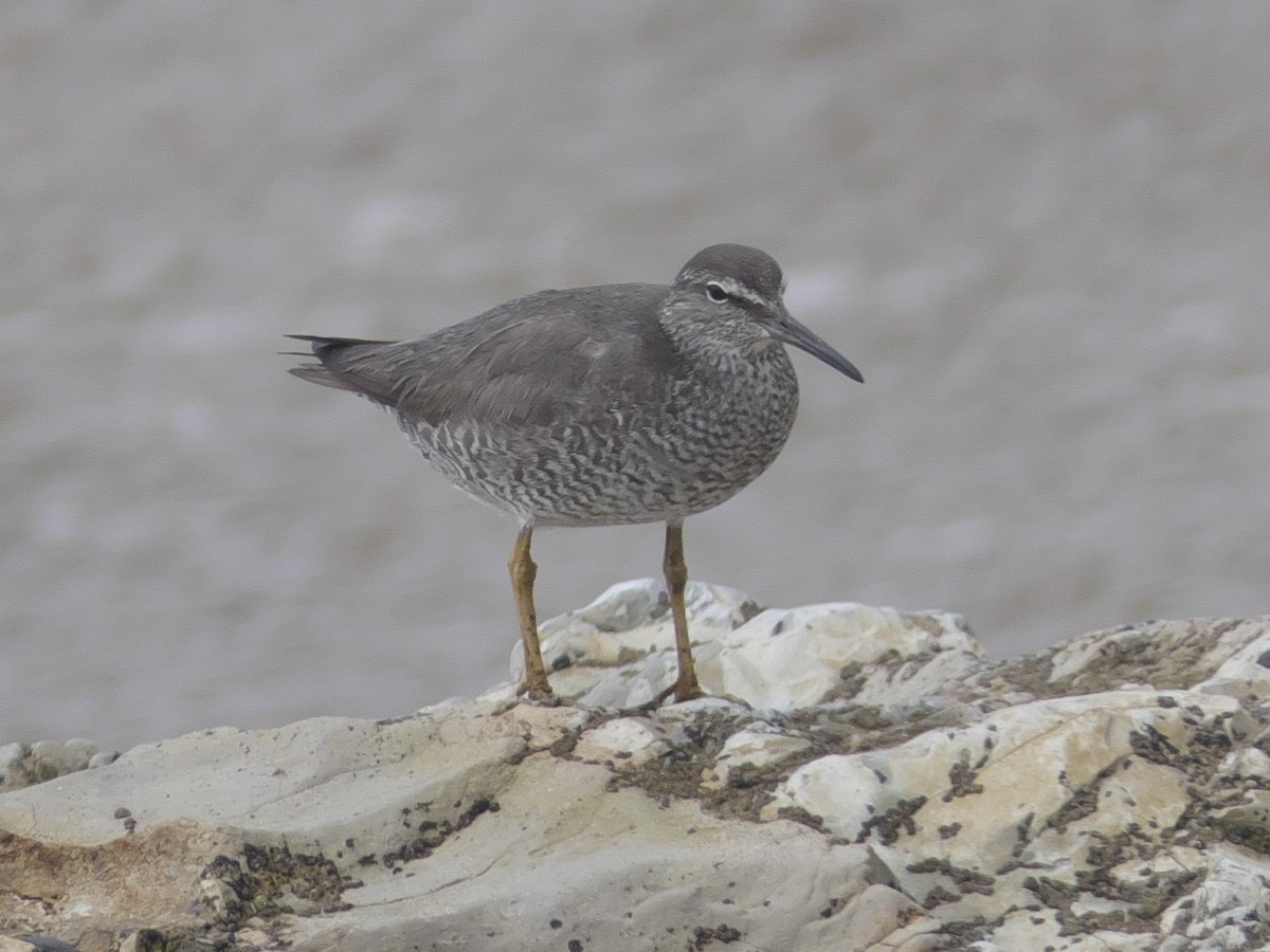 Цэлдэн хөгчүү - ML172418291