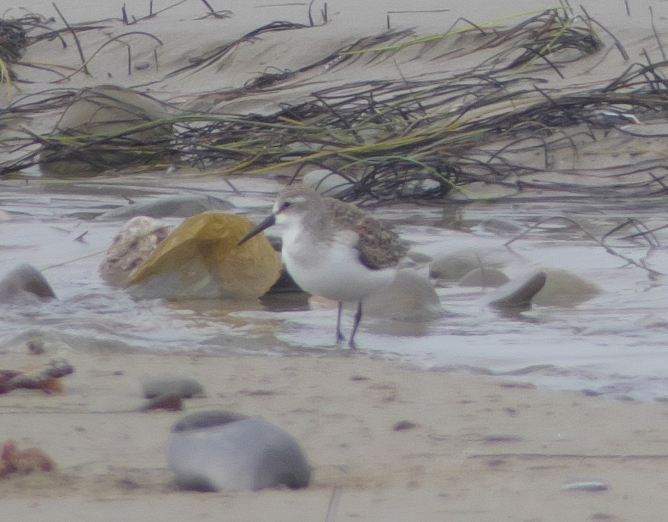 Western Sandpiper - ML172418941