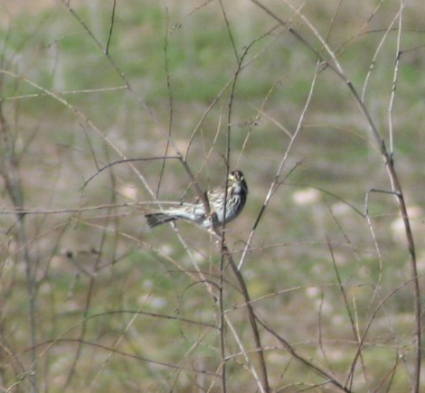 Savannah Sparrow - ML172419021