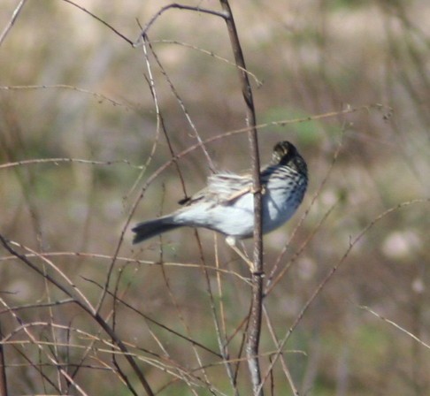 Savannah Sparrow - ML172419091