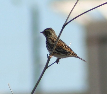 Passerellidae sp. (sparrow sp.) - ML172419211