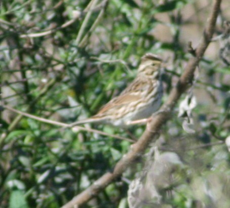 Savannah Sparrow - ML172419351