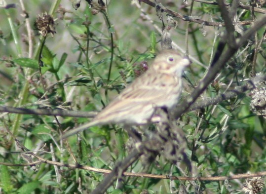 Passerellidae sp. (sparrow sp.) - ML172419841