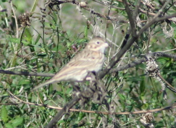 new world sparrow sp. - ML172420101