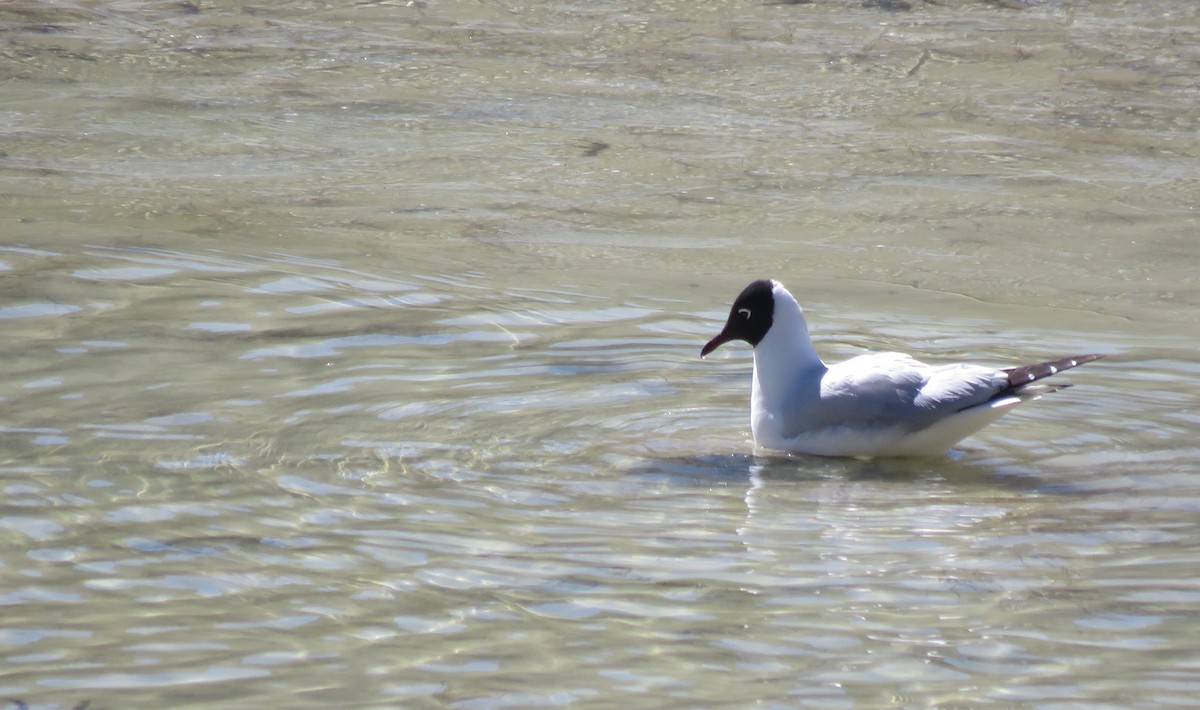 Mouette des Andes - ML172420801